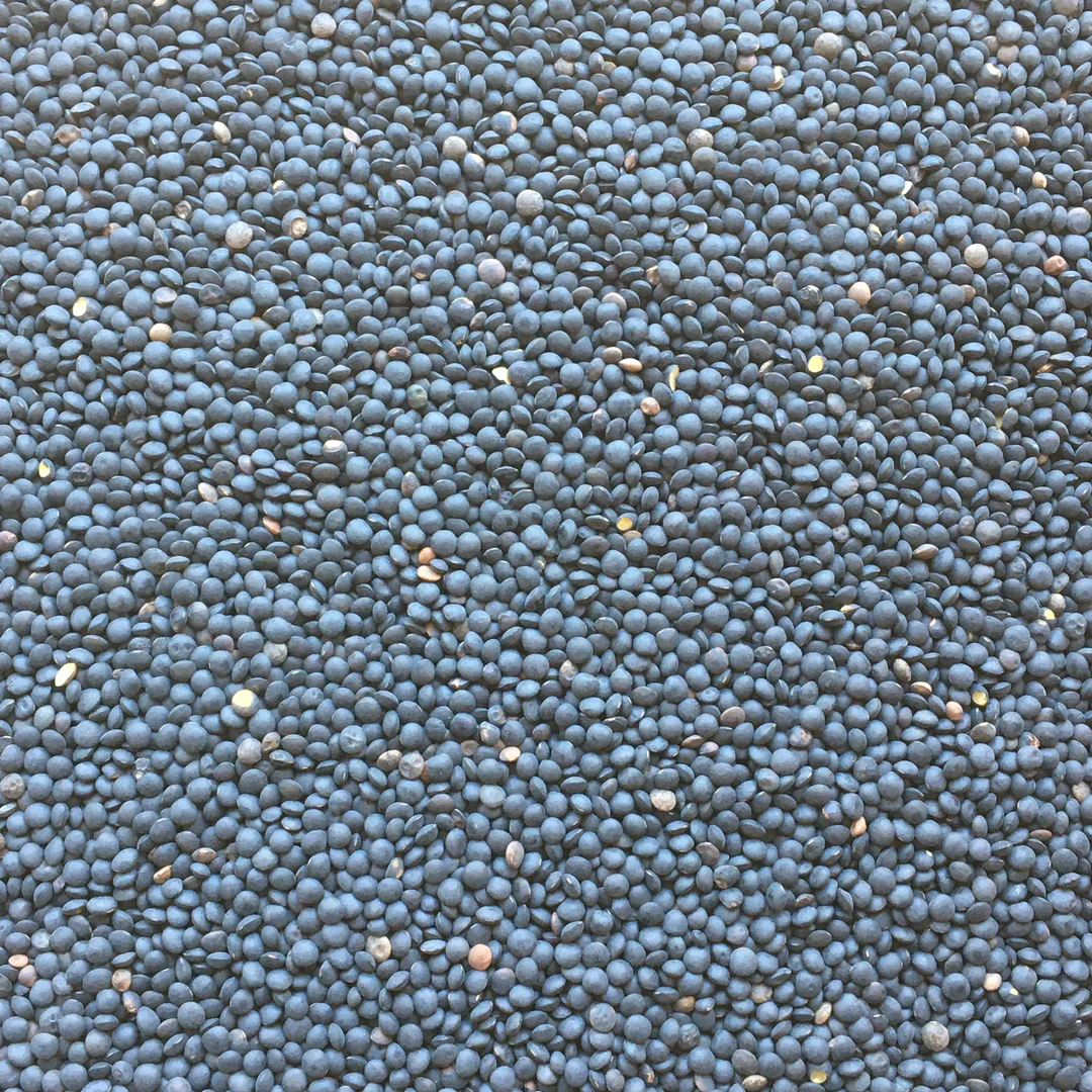 Organic Lentils, Beluga, Black
