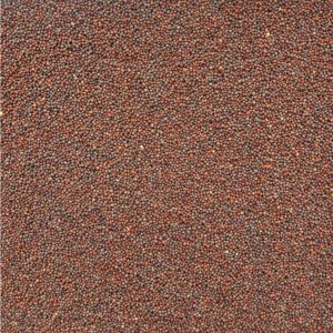 Organic Broccoli Seeds, Sprouting