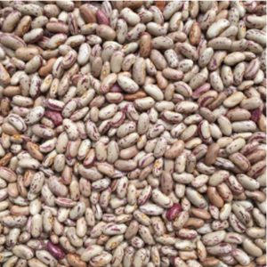 Organic Pinto Beans