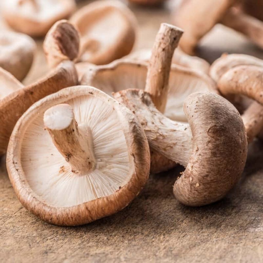 Organic Shitake Mushroom Powder